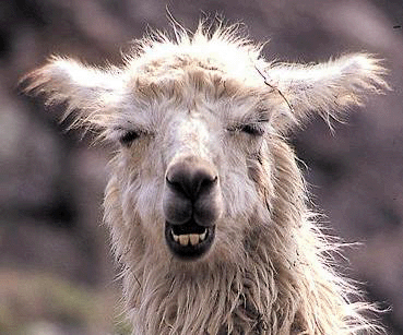 lama1